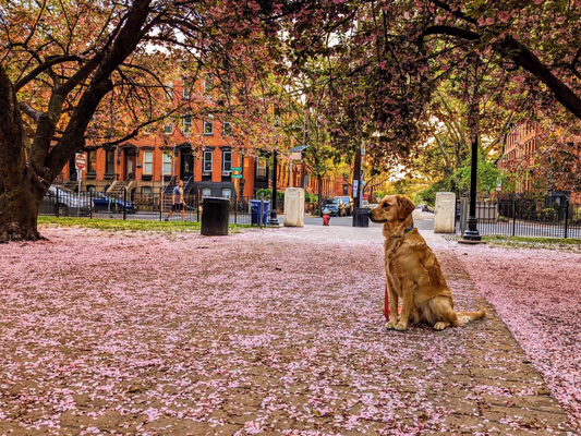 Dog Park at Hamilton Park